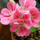 Rare 10 pcs BELLFARM Geranium Peach Pink Red Compact Single Petals Flowers Seeds