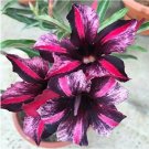 Rare 1 pc Red Mis Black Desert Rose, Adenium Obesum Plants Seed