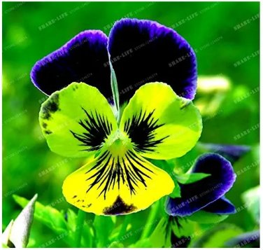 Rare 100 Seeds Pansy Seeds Wavy Viola Tricolor Flower Seeds