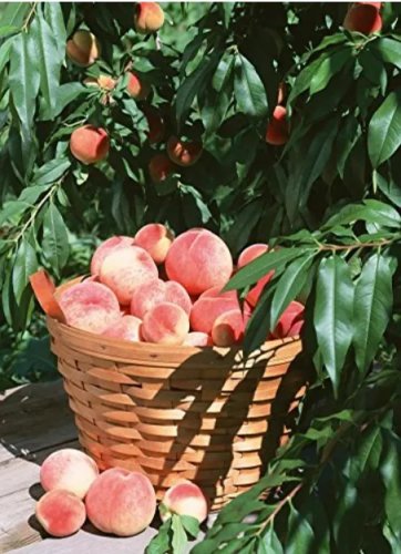 Rare 10 pcs Sweet Pink Red Peach Tree Seeds