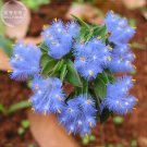 Rare BELLFARM 2 pcs Cyanotis arachnoidea C.B.Clarke Seeds