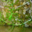 Rare Aldrovanda Vesiculosa 100 Seeds