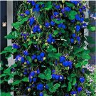 Rare 500 Pcs Blue Strawberry Seeds