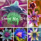 Rare 120 pcs Fresh Passion Flowers Seeds