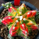 Rare 10 pcs Astrophytum ornatum Rare Succulent Seeds 100% Genuine Variety