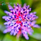 Rare 100 Rare Bromeliad Seeds Perennial Air Plants