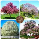 Rare 200 PCS Senior Paulownia Seed 4 Different Color Flowering Plants