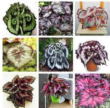 Rare 30 PCS Mixed 9 Colors Coleus Blumei Perennial Flowers Seeds