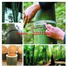 Rare 40/100+ seeds Giant Wholesale-Large Phyllostachys pubescens moso bamboo seed