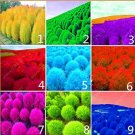 Rare 9 kinds of Kochia scoparia Grass seeds Perennial Grass Burning Bush 100PCS