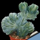 Rare 5 PCS MYRTILLOCACTUS geometrizans seeds