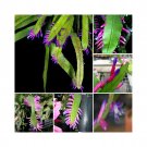 Rare Wittia Amazonica Amazing Epiphyllum seeds 5 PCS