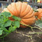 Rare 20 Pcs Super Large Pumpkin Seeds