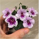 Rare Gloxinia Seeds Perennial Bonsai Flower 100 Seeds Garden Decoration Fast Grow
