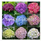 Rare 100 pcs/pack hydrangea seeds, potted balcony, planting is simple