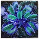 Rare Flytrap Bonsai Seeds - 100 PCS Garden Potted Blue Insectivorous Plant Seeds