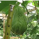 Rare 30 pcs/ bag Bonsai Chayote Seeds
