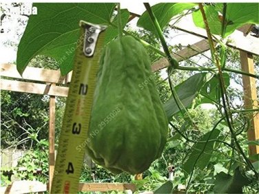 Rare 30 pcs/ bag Bonsai Chayote Seeds