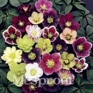 Rare 100 PCS Helleborus Orientalis Seeds Christmas rose Lenten rose