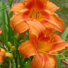 Rare 50 Pcs Hemerocallis, Orange