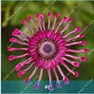 Rare 100 Pcs Osteospermum Bonsai Seeds