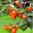 Rare Persimmon Seed Organic Non-GMO Juicy Succulent fruit trees 20 pcs/bag
