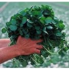 Rare +500 PCS Seeds of Watercress Greens Aqua Seeds
