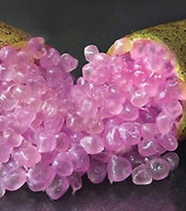 Rare Imported Pink Rose Bliss Finger Lime Plant 10 seeds