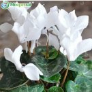 Rare Cyclamen Flower 100 Seeds
