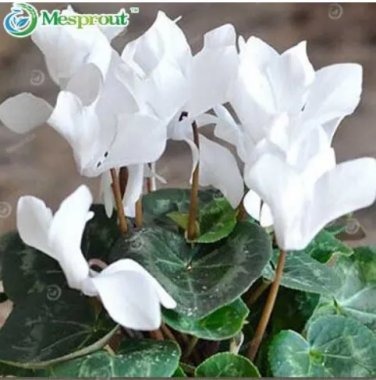 Rare Cyclamen Flower 100 Seeds