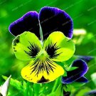 Rare 100 Seeds Pansy Seeds Wavy Viola Tricolor Flower Seeds