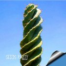 Rare 10 Seed/Bag cactus Rebutia variety flowering color mini plant succulent