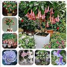 Rare 100 pcs mix colors bonsai fragrant flower dwarf brugmansia datura seeds
