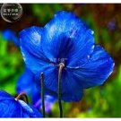 Rare Poppy, Himalayan, BLUE MECONOPSIS, Rare Perennial Flower, 50 Seeds