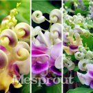Rare 50 PCS Rare Silla Beautiful Green Snail flower vine seed easy to grow in the home garden