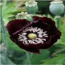 Rare Midnight Poppy Papaver Somniferum 150 Seeds
