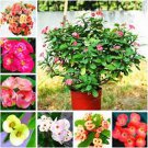Rare Euphorbia Milii Hybrid Middle 100 seeds Big Flowers Crown Of Thorns Seeds
