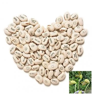 Rare 100 Pcs Lot Mini Magic White Bean Seeds
