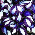 Rare 100pcs/bag Colorful hosta seeds