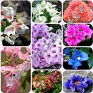Rare 50 Pcs/ Bag Rare Bougainvillea Seeds