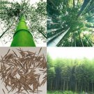Rare 100 pcs Giant Fresh Moso Bamboo seeds