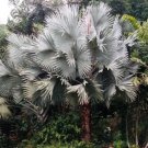 Rare 10 PCS Bismarckia nobilis Silver palm seeds