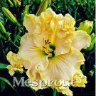 Rare 100 Seeds Hybrid Mix Daylily Flowers Seed Colour Hybrid Hemerocallis Seeds