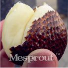 Rare 20 Seeds Salak Seed World Snakeskin Fruit Seeds