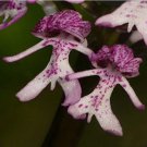 Rare 20Pcs/Bag Naked Man Orchid Seeds