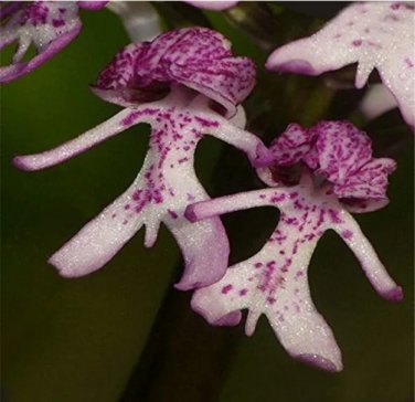 Rare 20Pcs/Bag Naked Man Orchid Seeds