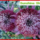 Rare 'Snow Purple' Echinacea Flower Plant Coneflower Seeds, 50 Seeds