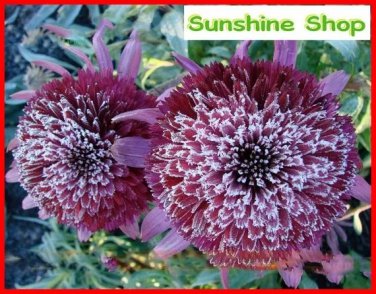 Rare 'Snow Purple' Echinacea Flower Plant Coneflower Seeds, 50 Seeds