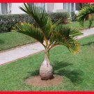 Rare 10 Pcs/bag Bottle palm tree Seeds Exotic Plants Bonsai tree