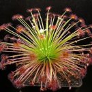 Rare Drosera Paradoxa Carnivorous Very Rare Plant 10 Seeds